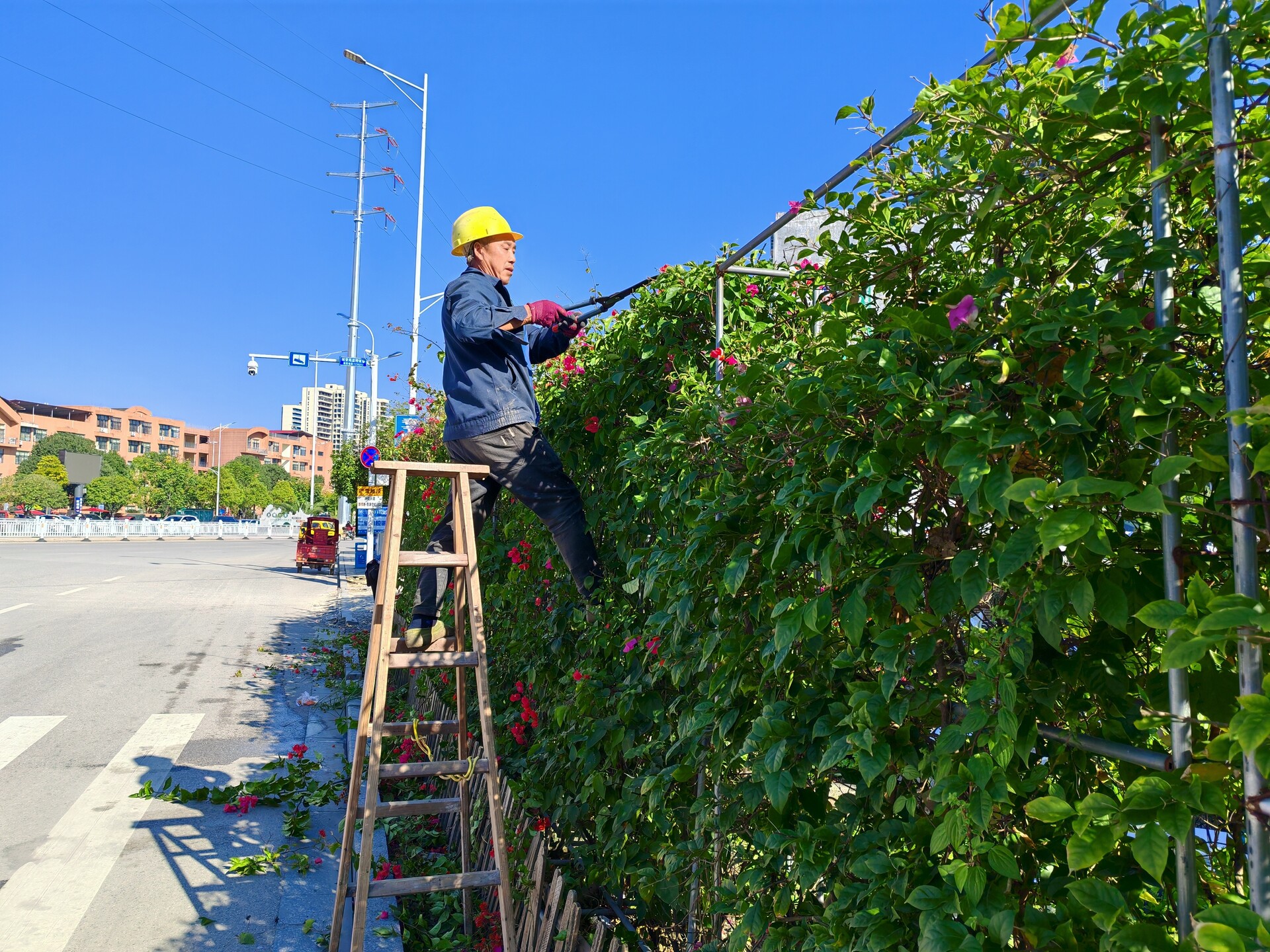 小城冬日，街头绿篱的“精修”时光