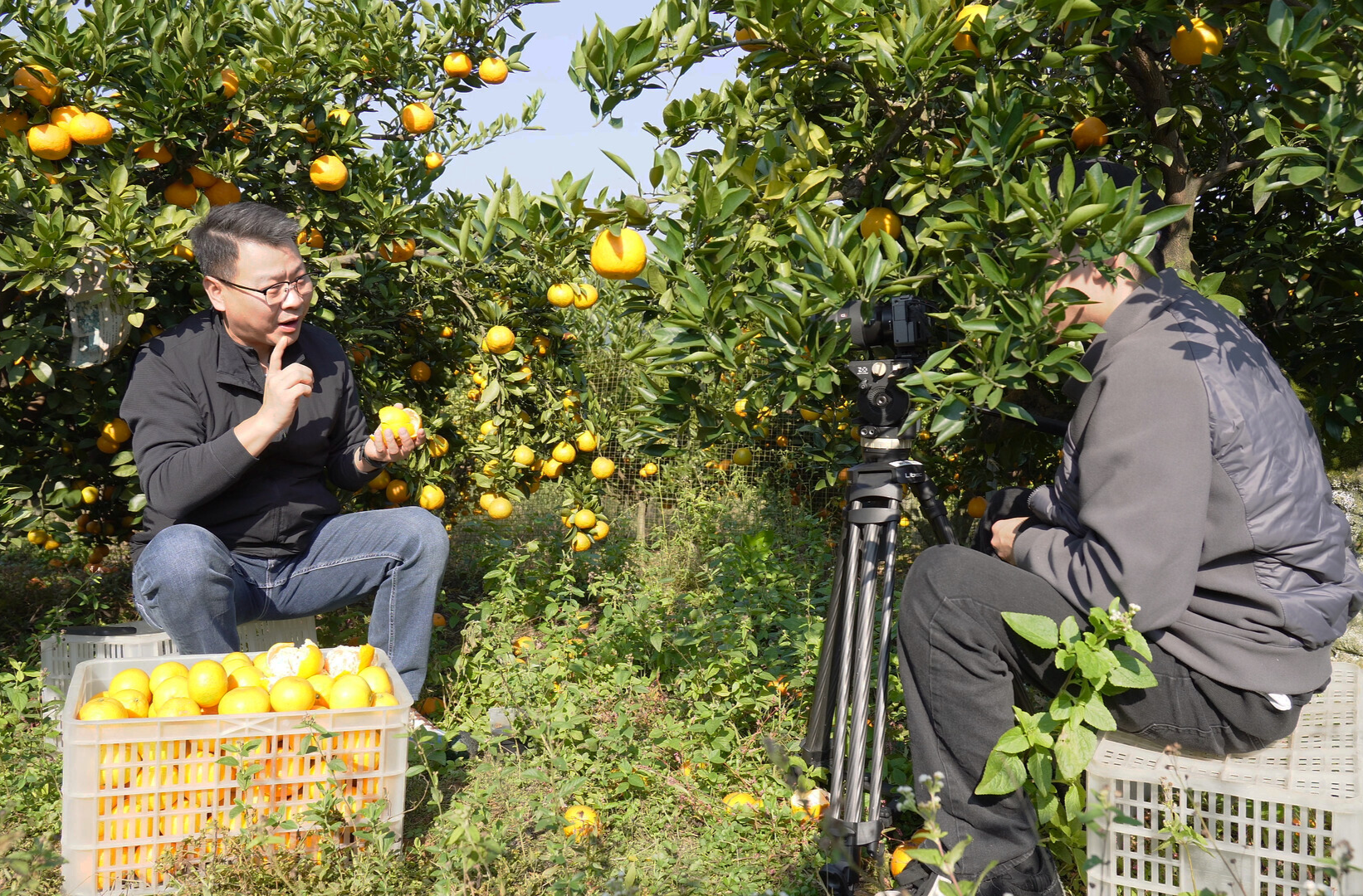 央视聚焦雪峰蜜桔产业链 全景呈现“从枝头到舌尖”的甜蜜之旅