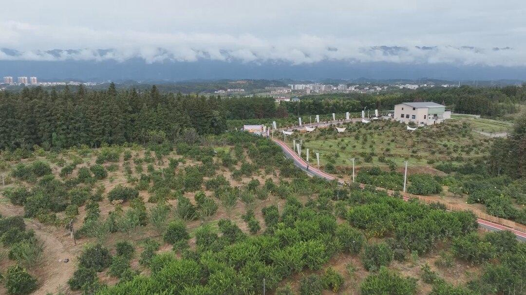 我县蜜桔种植面积达21.6万亩    年产量超过15万吨