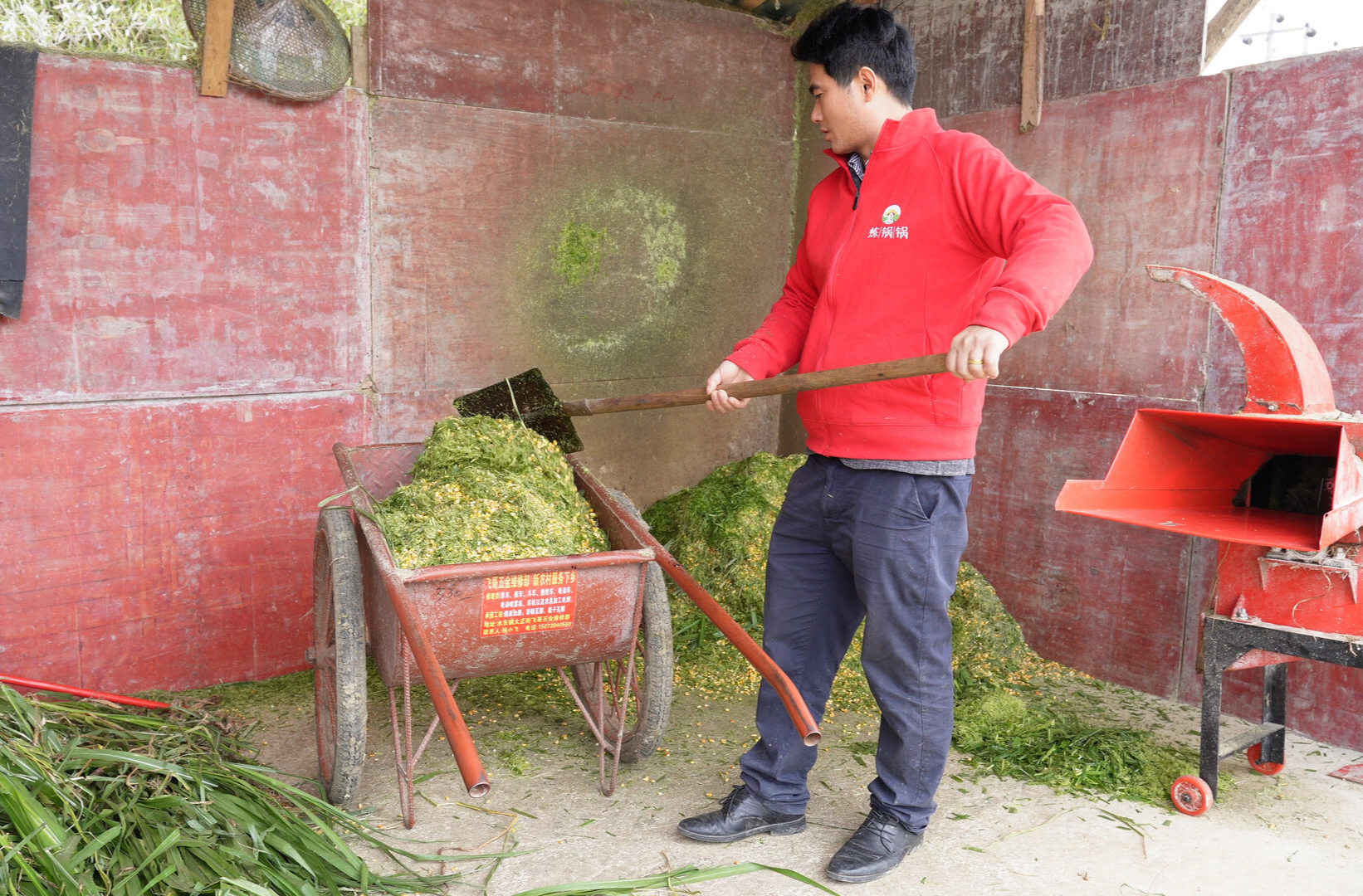 洞口：一根皇竹草串起循环链 生态养殖激活乡村振兴新动能