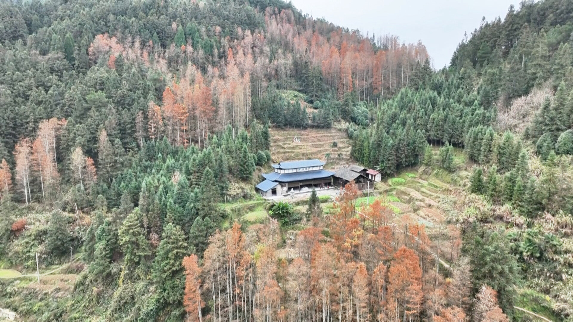 江口镇：水杉着“红装”  冬景美如画