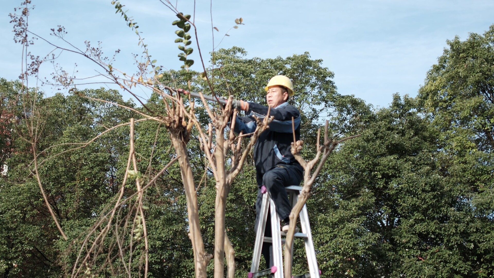 县城管局：冬日护绿忙