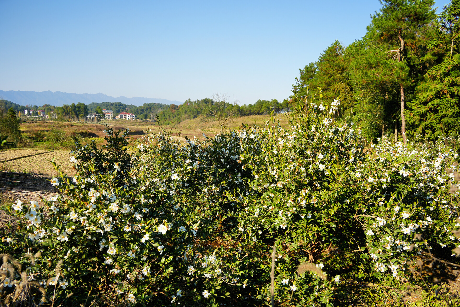 洞口县：漫山茶花似“油”画