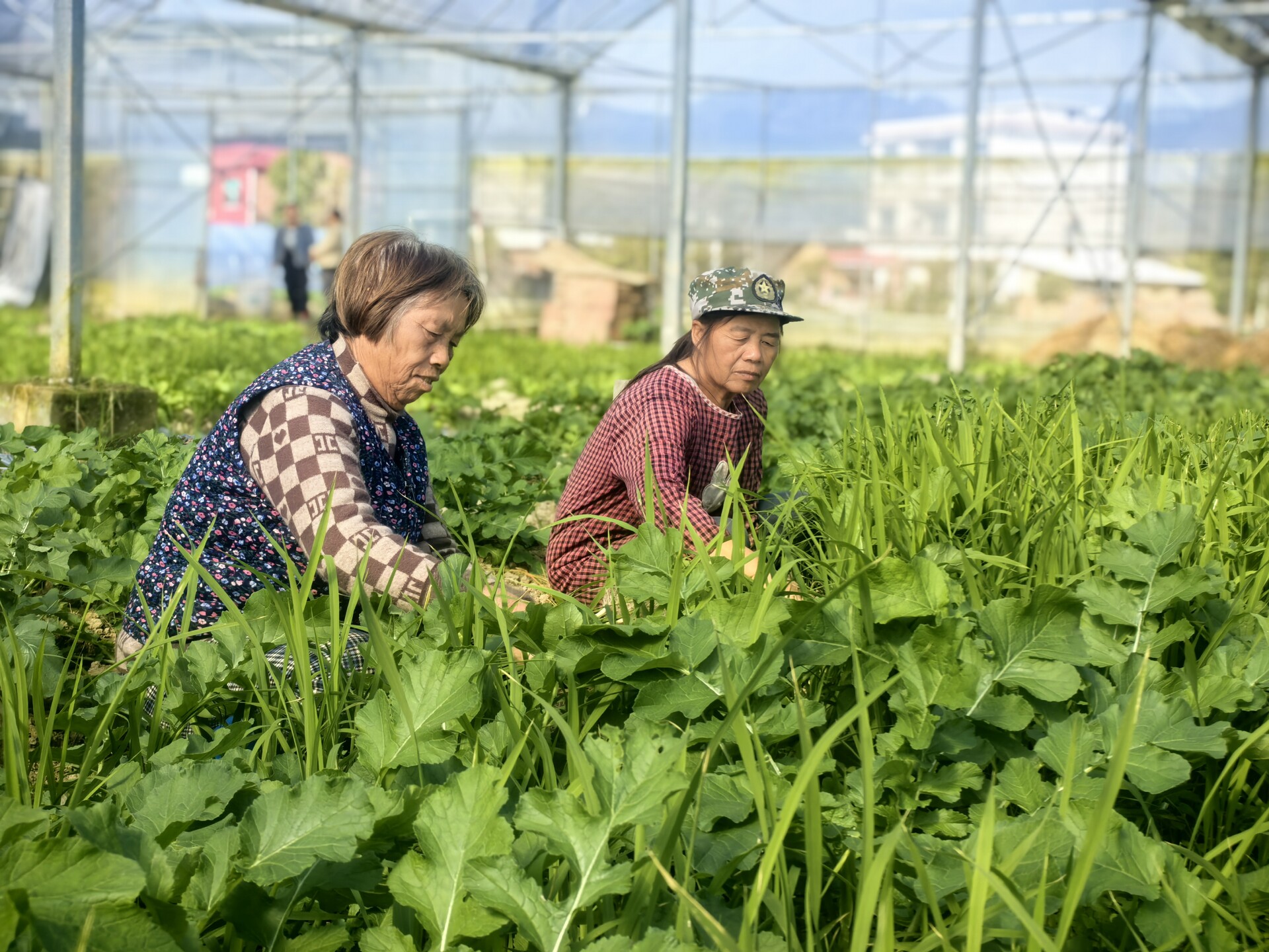 “小蔬菜”变身“大产业” 花古街道跃龙村“冬闲”变“冬忙”