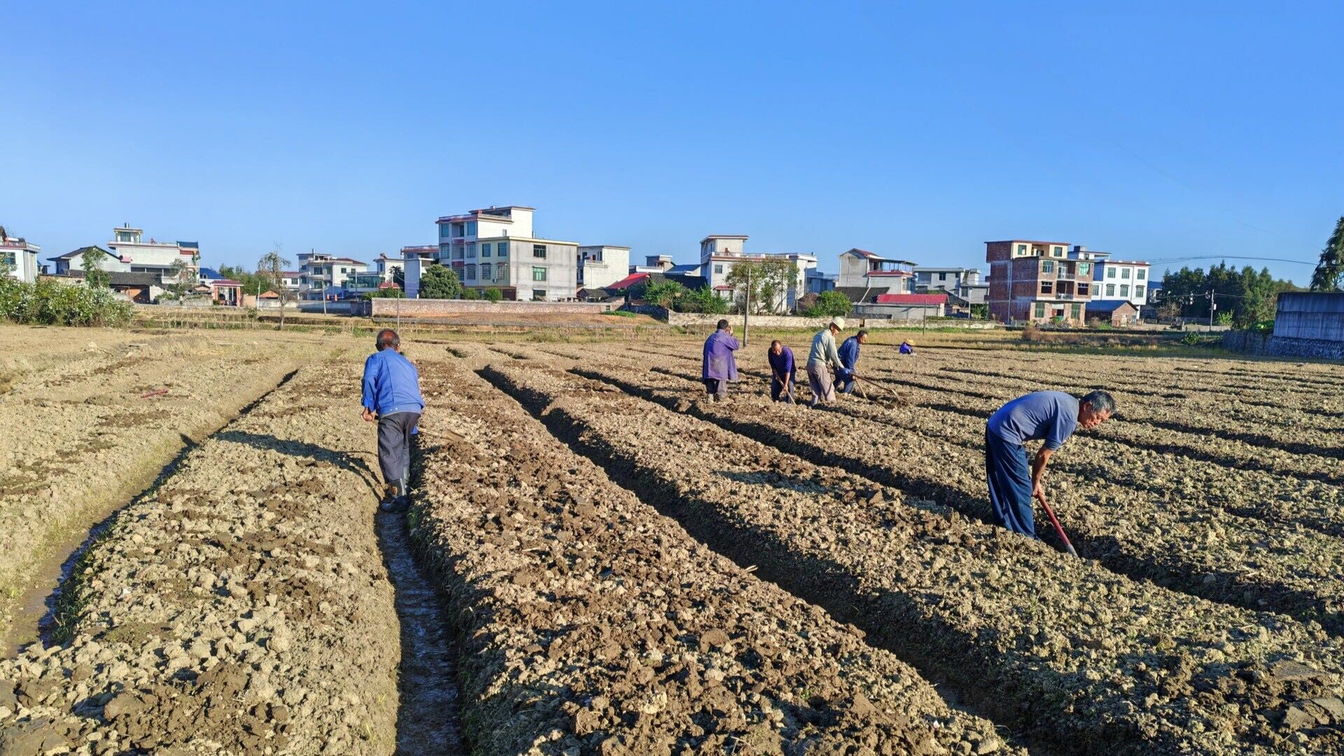 毓兰镇：冬闲田管护忙 百亩百合“蕴”丰收