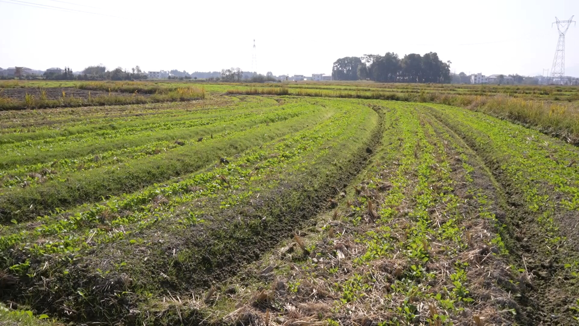 冬管促丰收 静待春花开——花古街道七里村千亩油菜越冬管护正当时