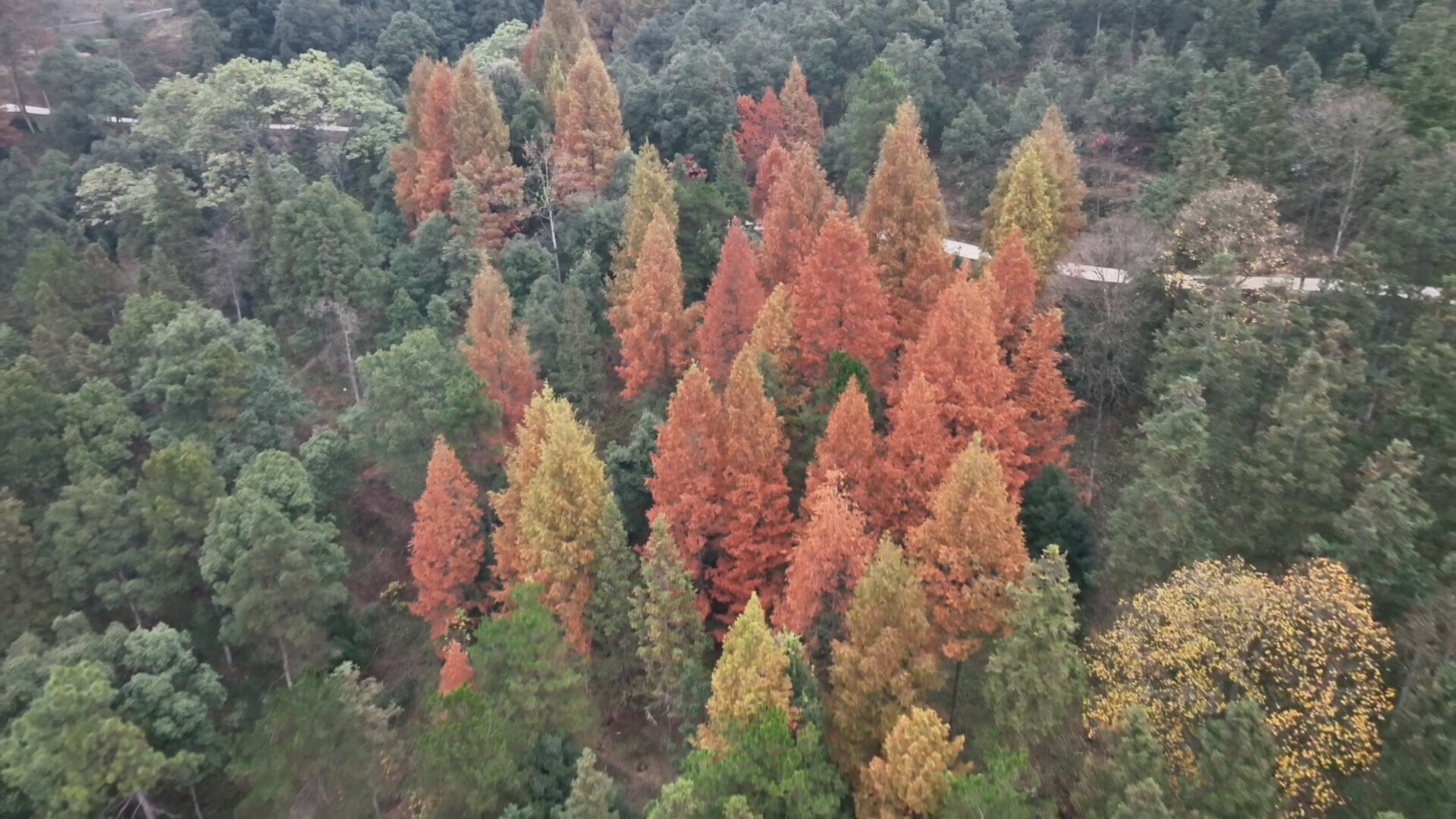 月溪国有林场： 五彩斑斓美如画