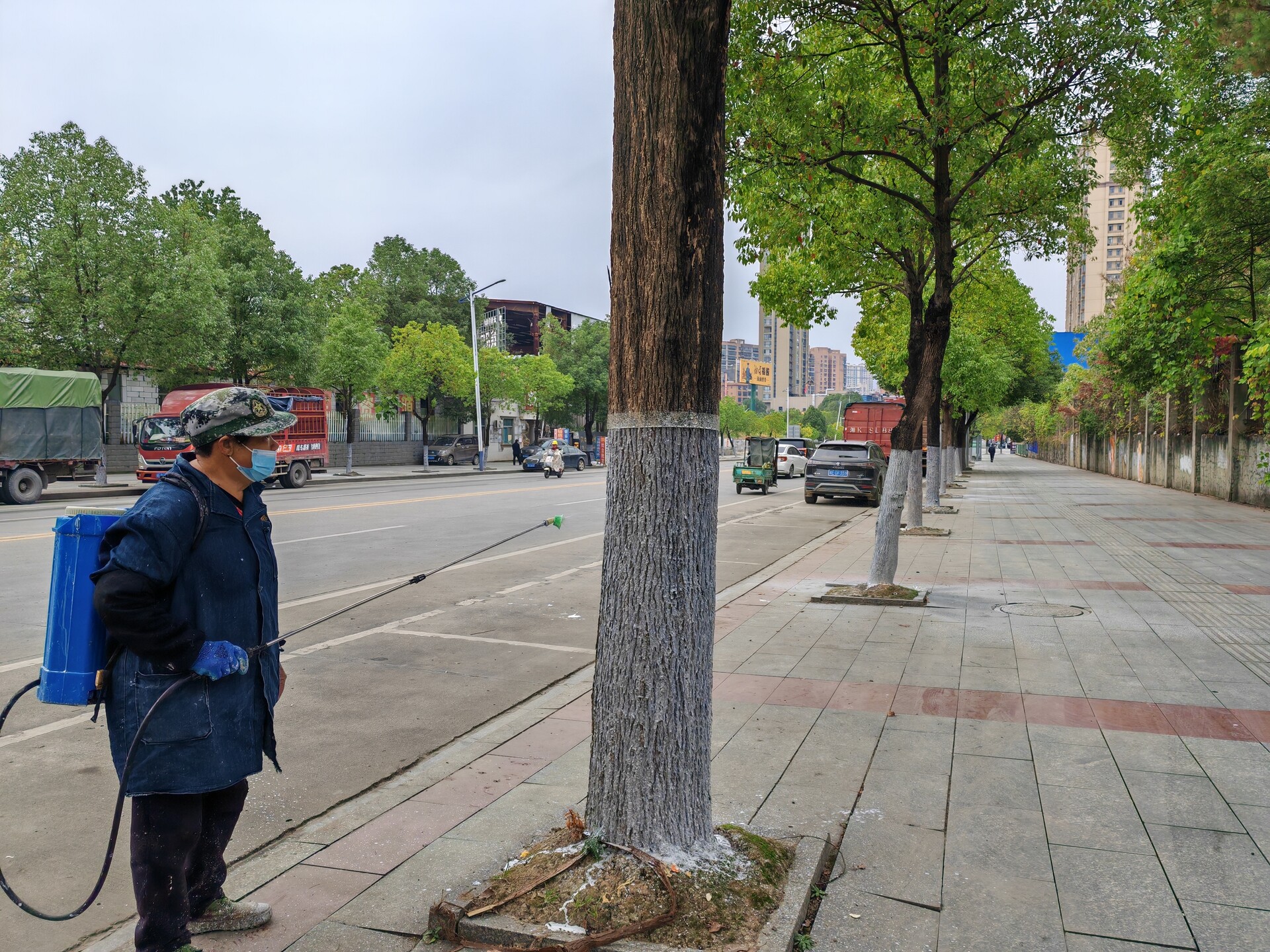 洞口县：积极开展冬季树木养护工作