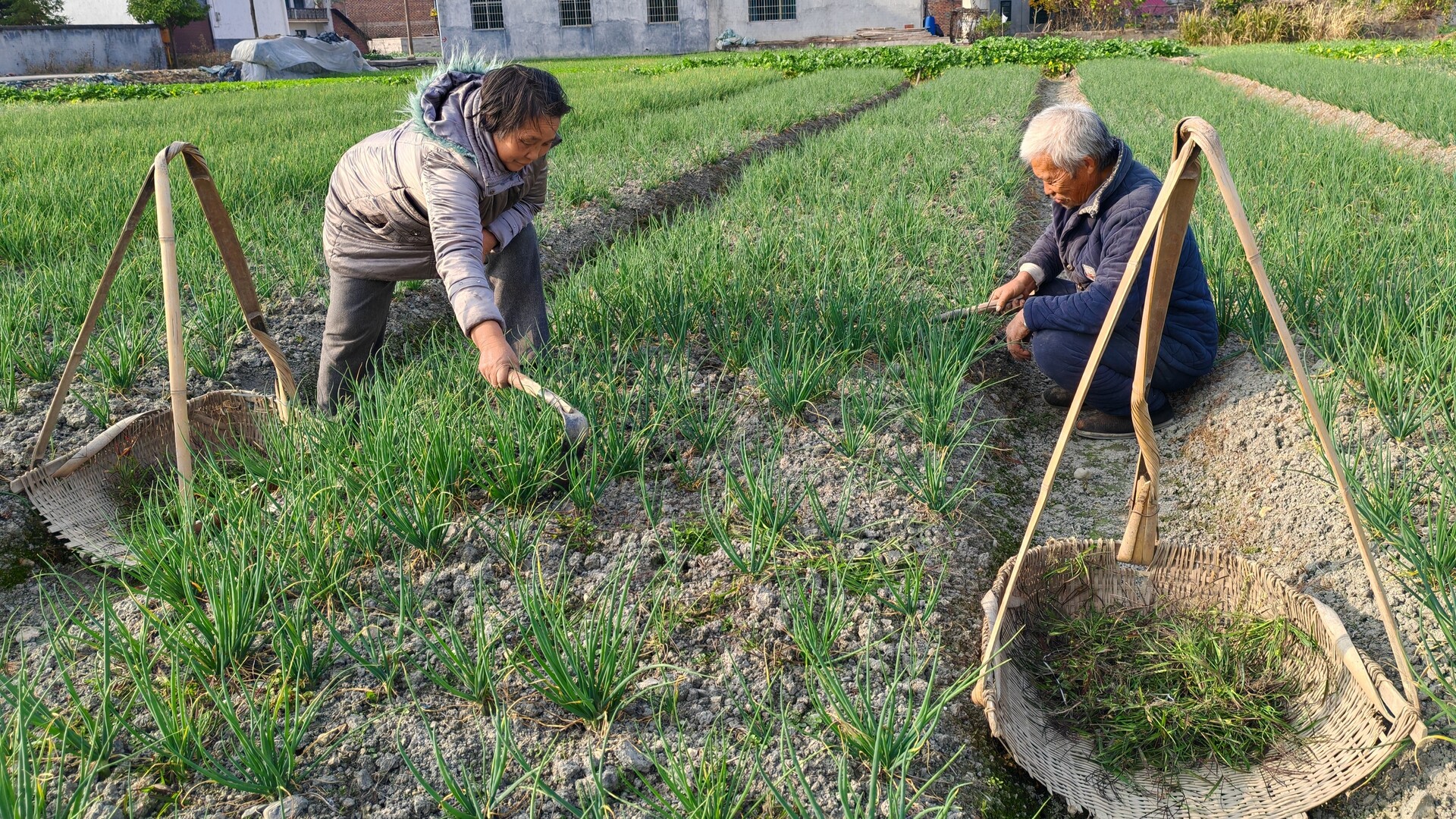 毓兰镇栗山村：百亩葱田“丛丛绒绒” 葱农管护“匆匆忙忙”