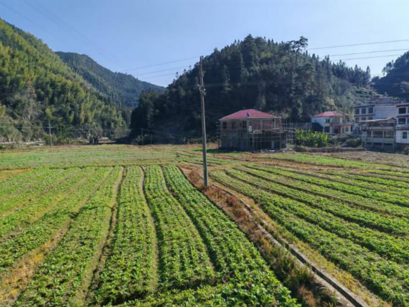 科技赋能山区农业，洞口县蒲溪村撂荒地变身“聚宝盆”