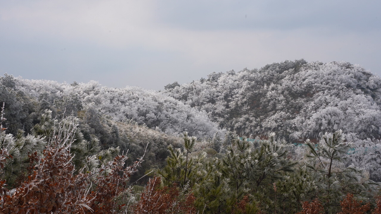 罗溪瑶族乡：老山草场雾凇美如画
