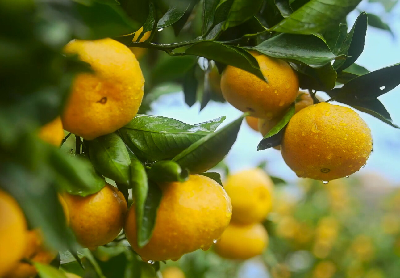 “桔城”洞口：“雪峰蜜桔”美名扬