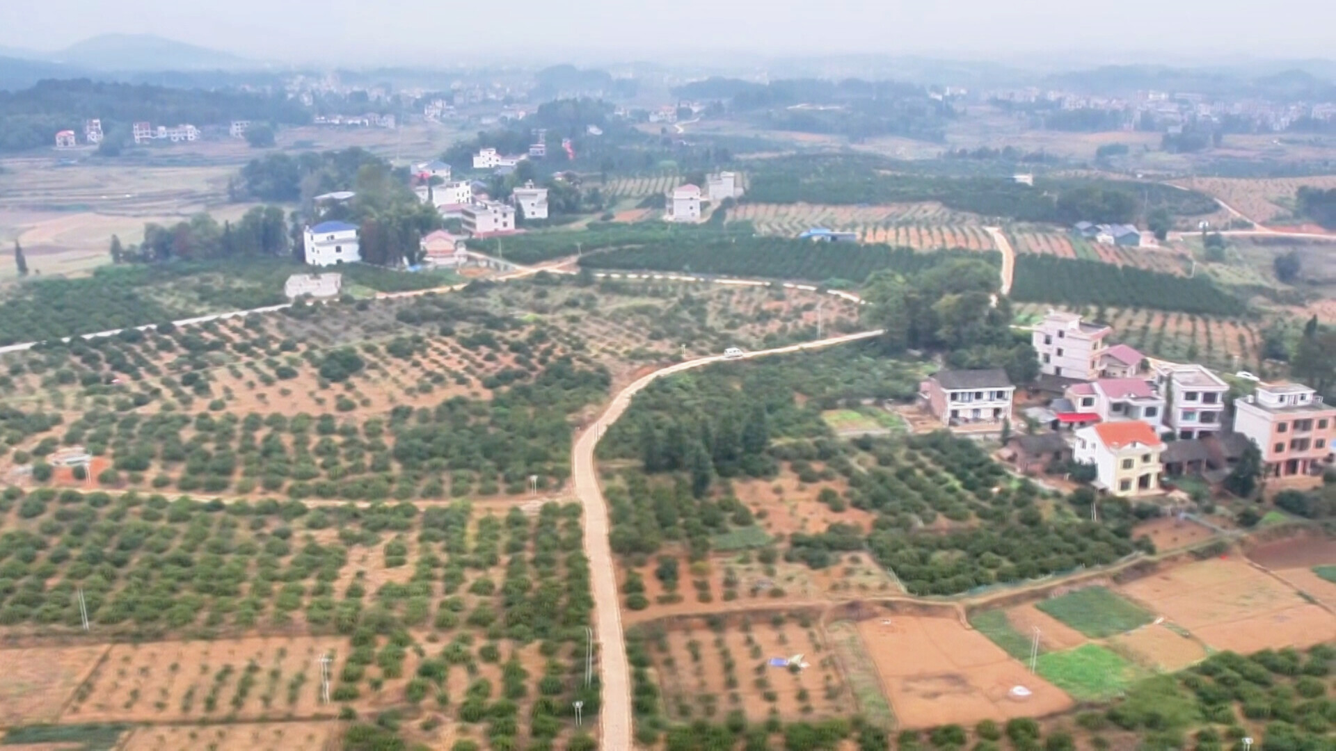 竹市镇：小蜜桔铺就致富路