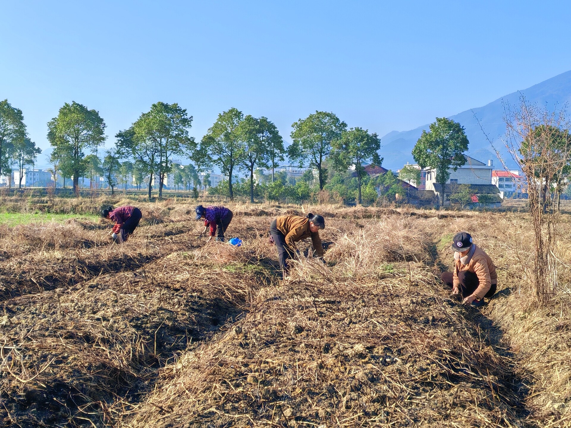 毓兰镇：冬闲变冬忙 田间精细管护保玉竹丰产