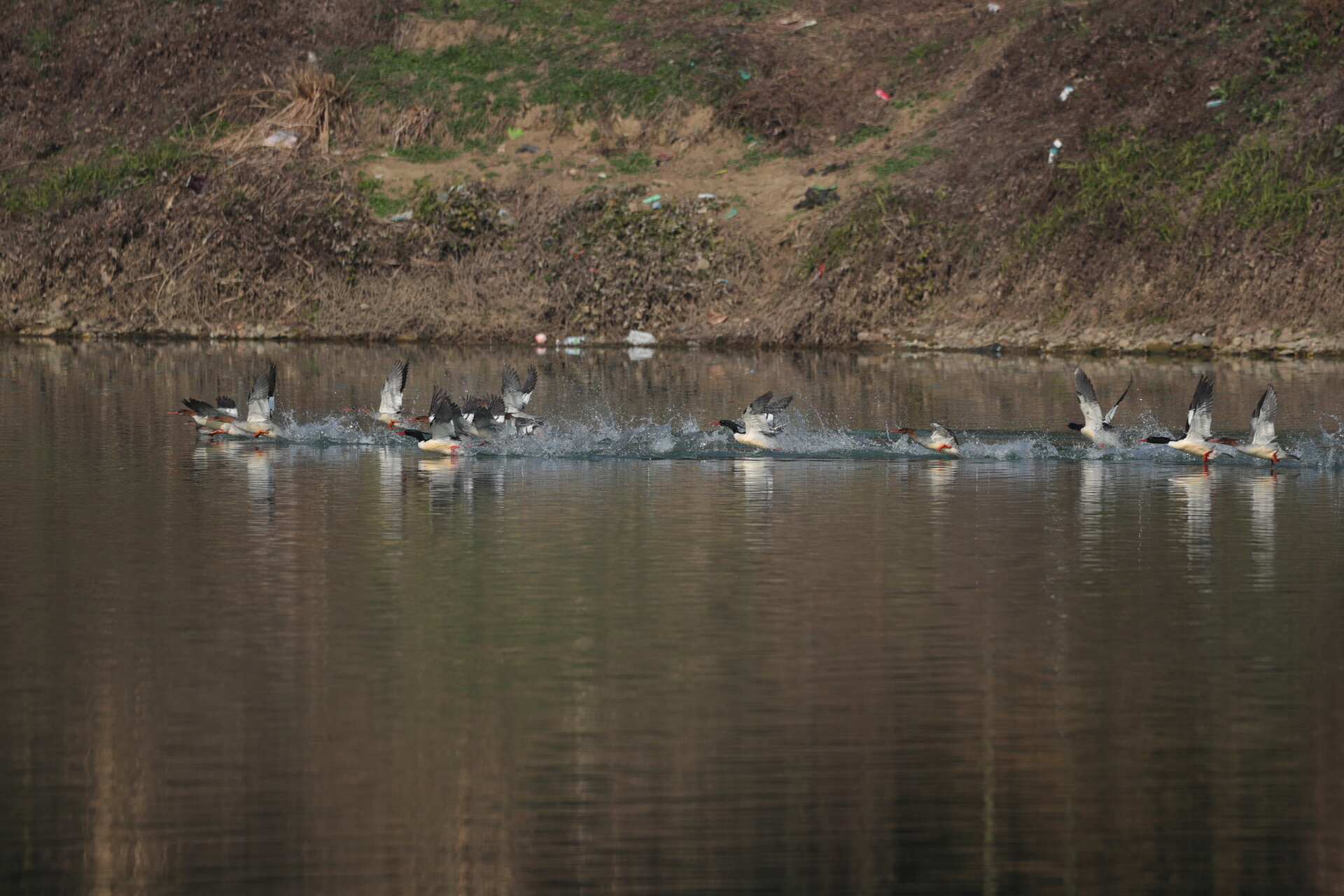 洞口：中华秋沙鸭越冬种群数量创新高