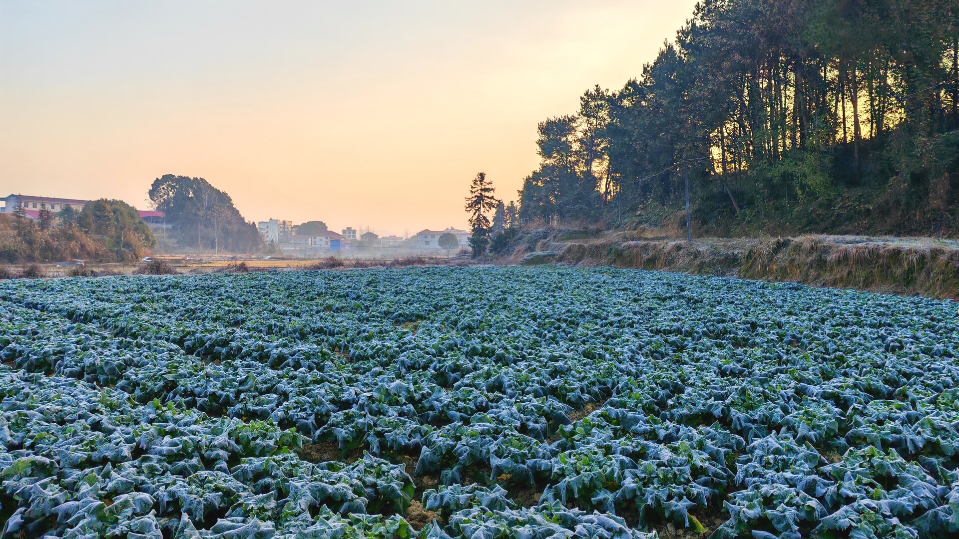 洞口县：霜染油菜田 冬日绘就生态好图景