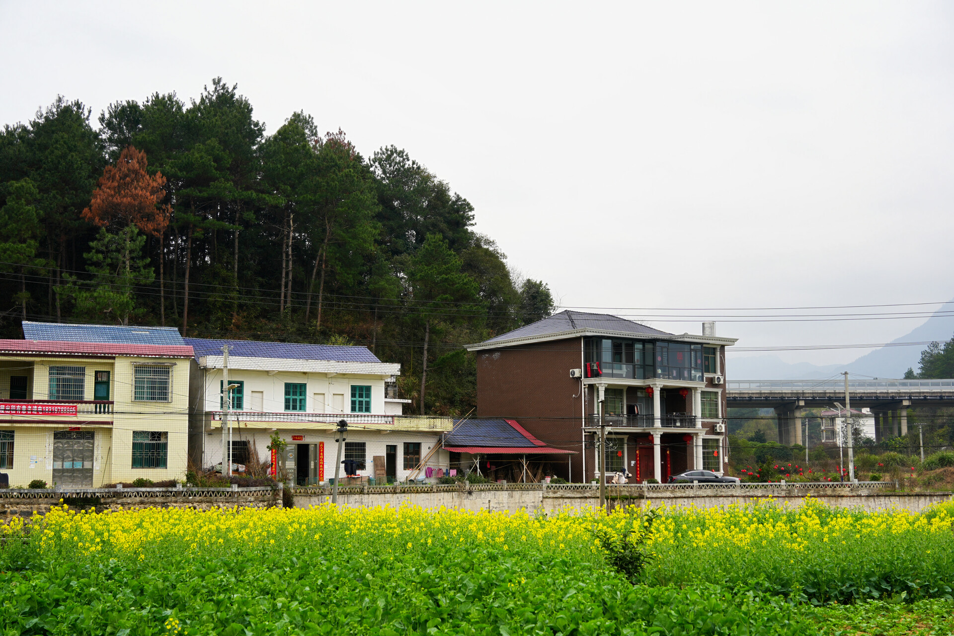文昌街道平青村：连片油菜花海助力农文旅融合发展
