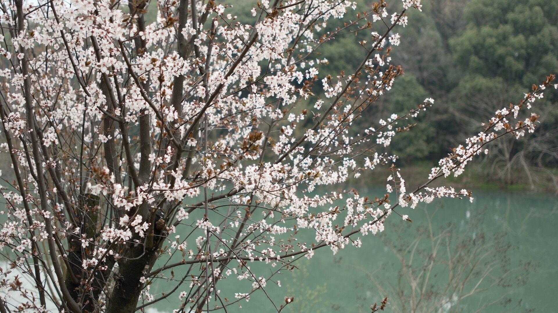 县城沿江风光带紫叶李绽放添美景