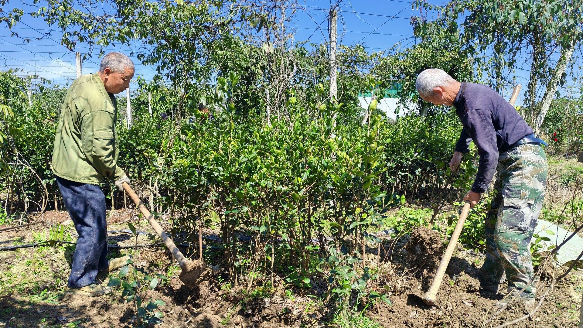毓兰镇：春日育苗忙 山乡兴“油”望