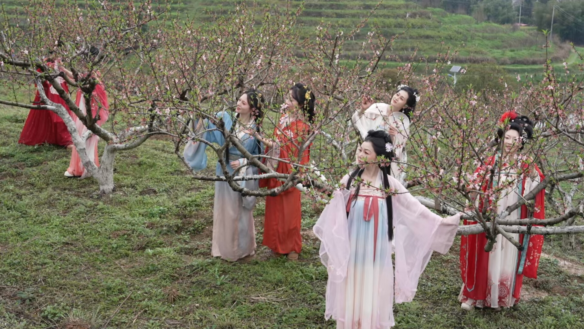 茶铺茶场管理区：相约桃花季  共赏好时光