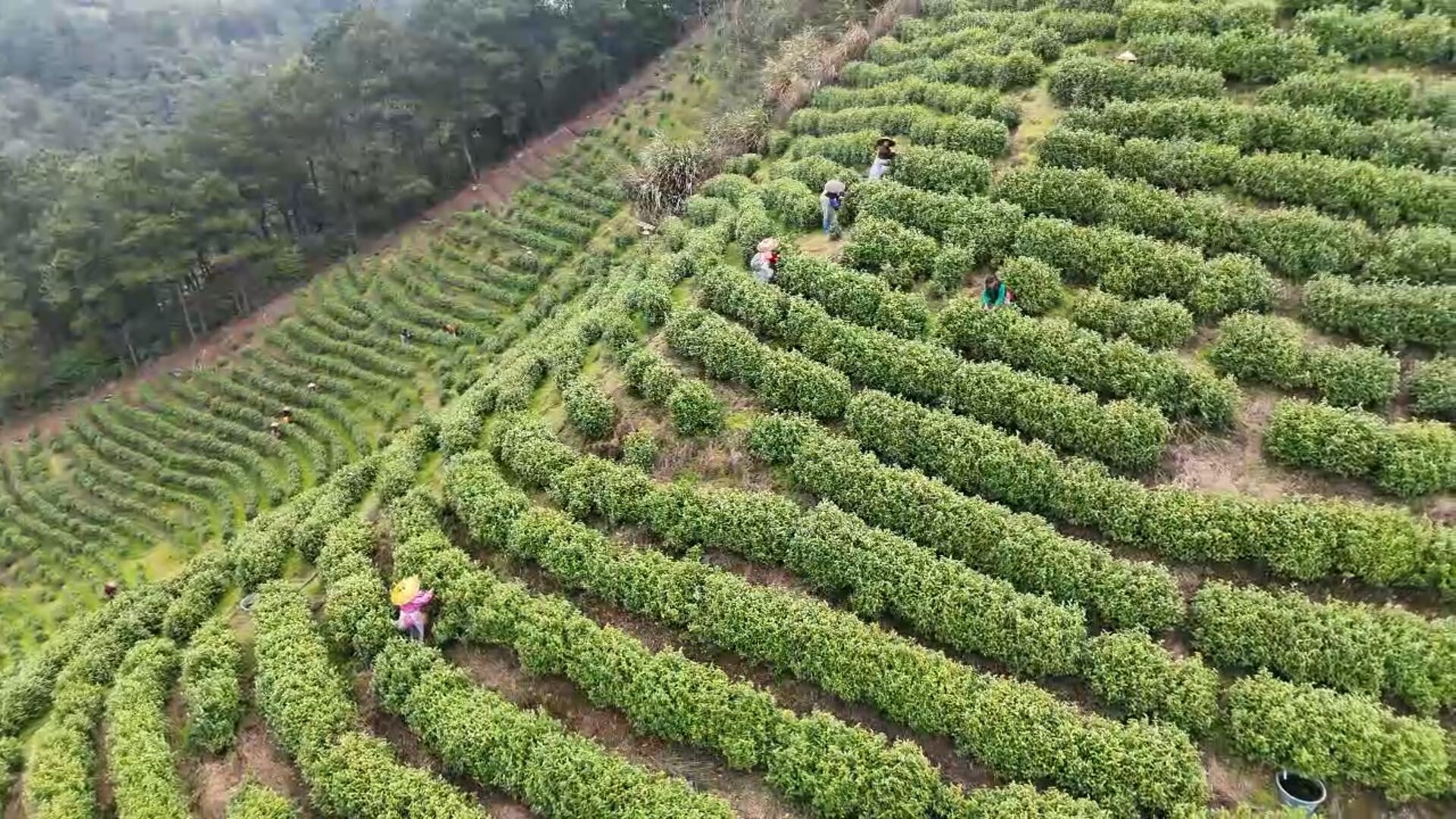 高沙镇社山村：绿叶变“金叶” 白茶采摘忙