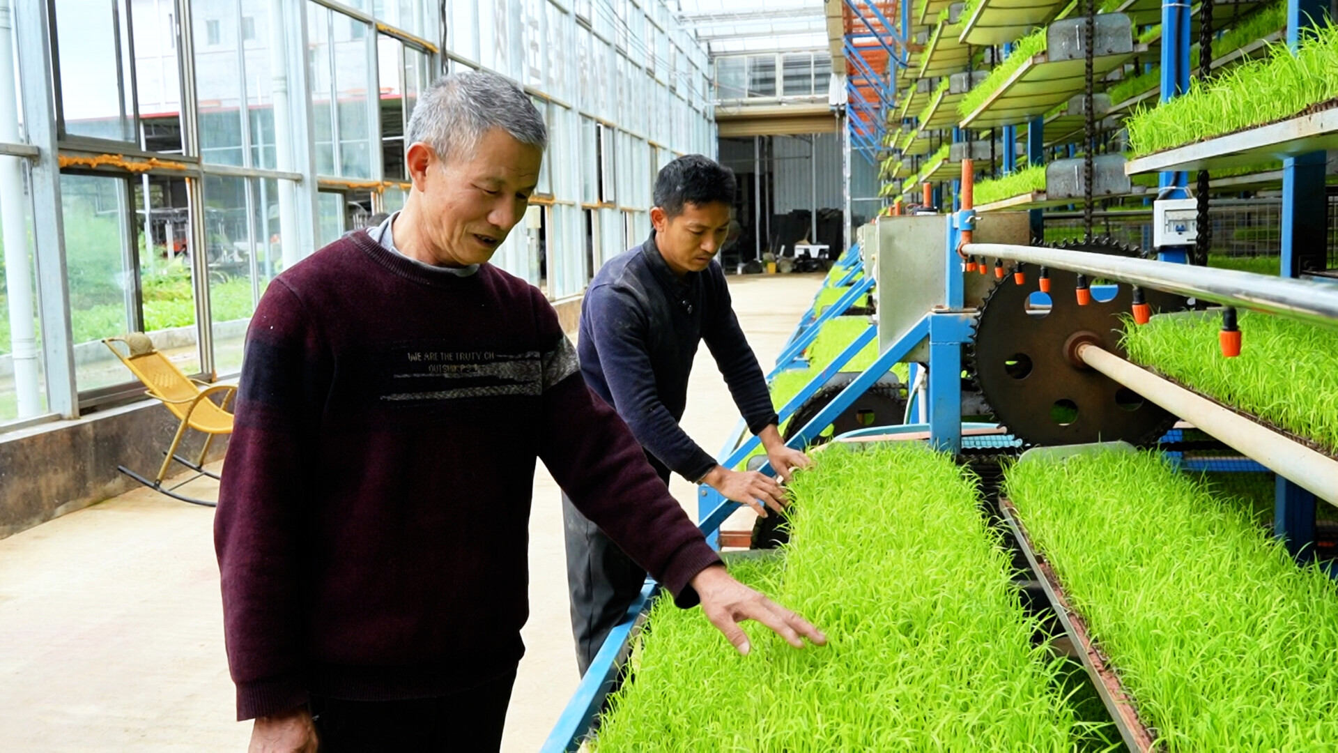 洞口县自动化育秧忙：每批次供秧3000亩，周期缩短7-10天