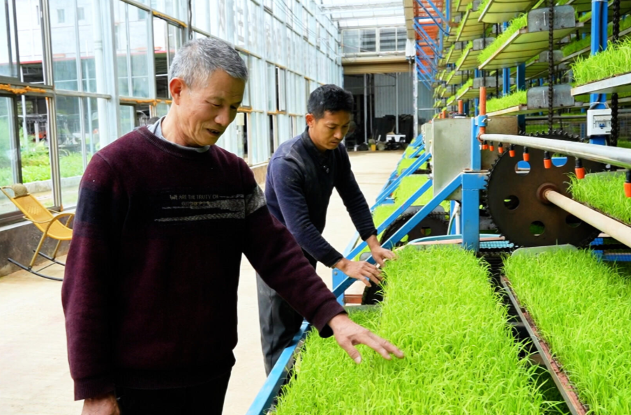 我县自动化育秧忙