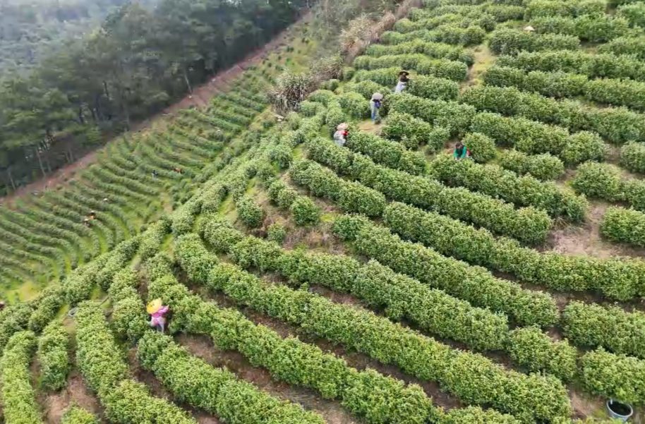 高沙镇社山村：绿叶变“金叶” 白茶采摘忙