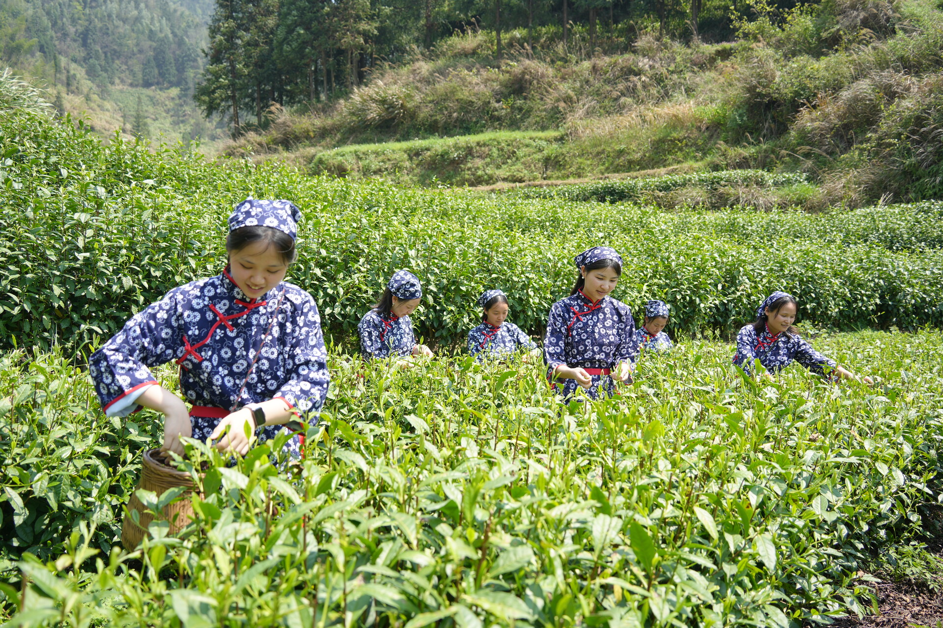 洞口大溪村：暮春茶香漫春山，指尖撷绿正当时