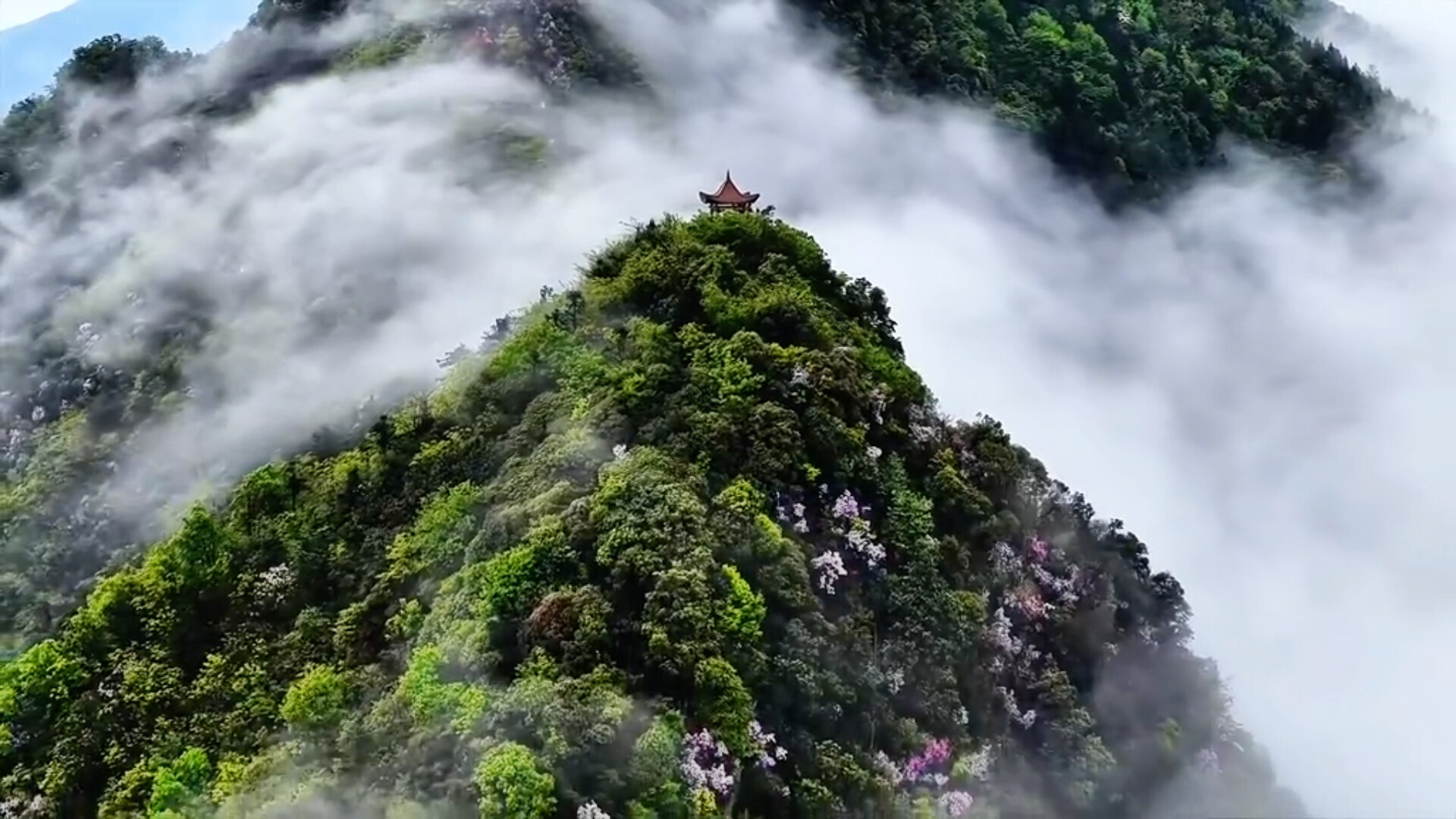 洞口狗爬崖：杜鹃花开漫山崖 春日美景引客来