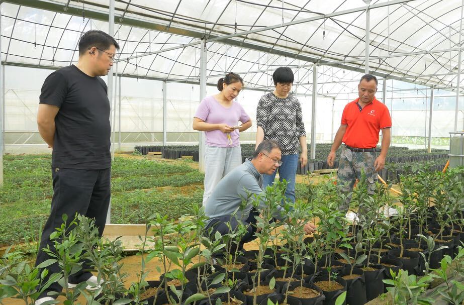 专家团队到洞口精准指导大豆柑橘复合种植