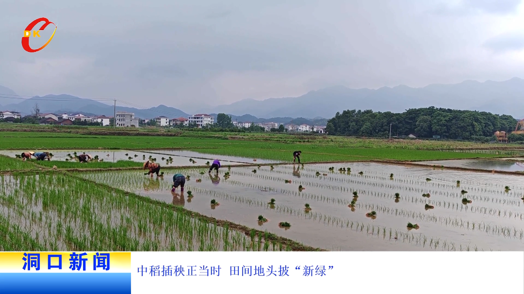 中稻插秧正当时 田间地头披“新绿”