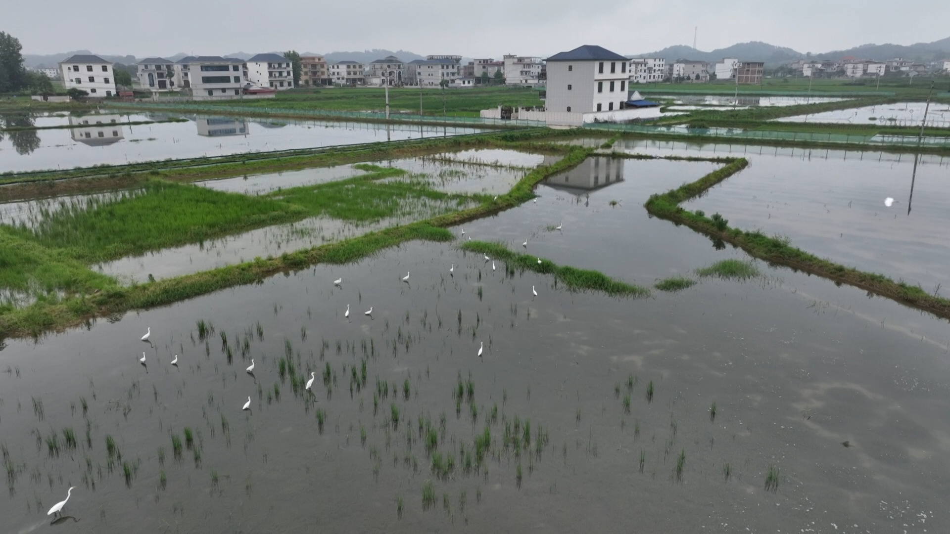 洞口：白鹭田间飞 美景入画来