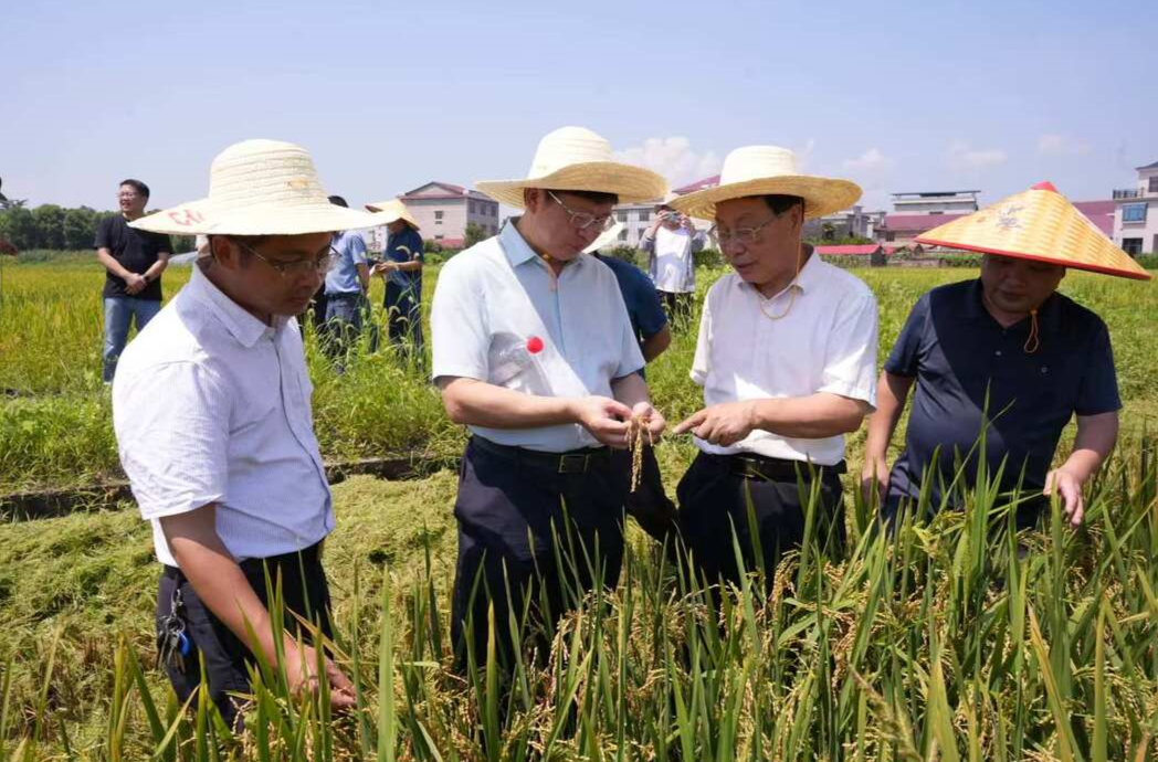 亩产近600公斤！高沙石榴村早稻示范片测产喜获丰收