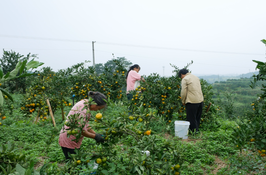 桔香茶韵洞口·吾味丨秋分时节桔正黄 洞口雪峰蜜桔抢“鲜”上市