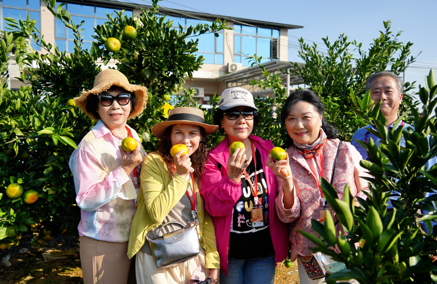 桔香茶韵洞口·吾味丨百人探访雪峰蜜桔之乡 沉浸式体验洞口农文旅融合魅力