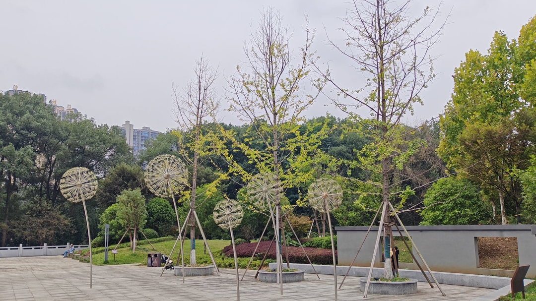 洞口：晚秋银杏初染黄 城市街景添暖金