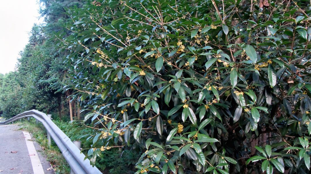 秋日微凉桂飘香 洞口满城沁芬芳