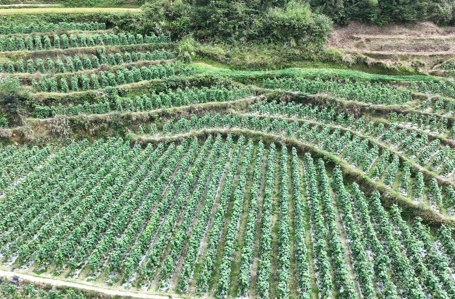 渣坪乡下洞村：生态赋能产业兴 高山蔬菜富村民