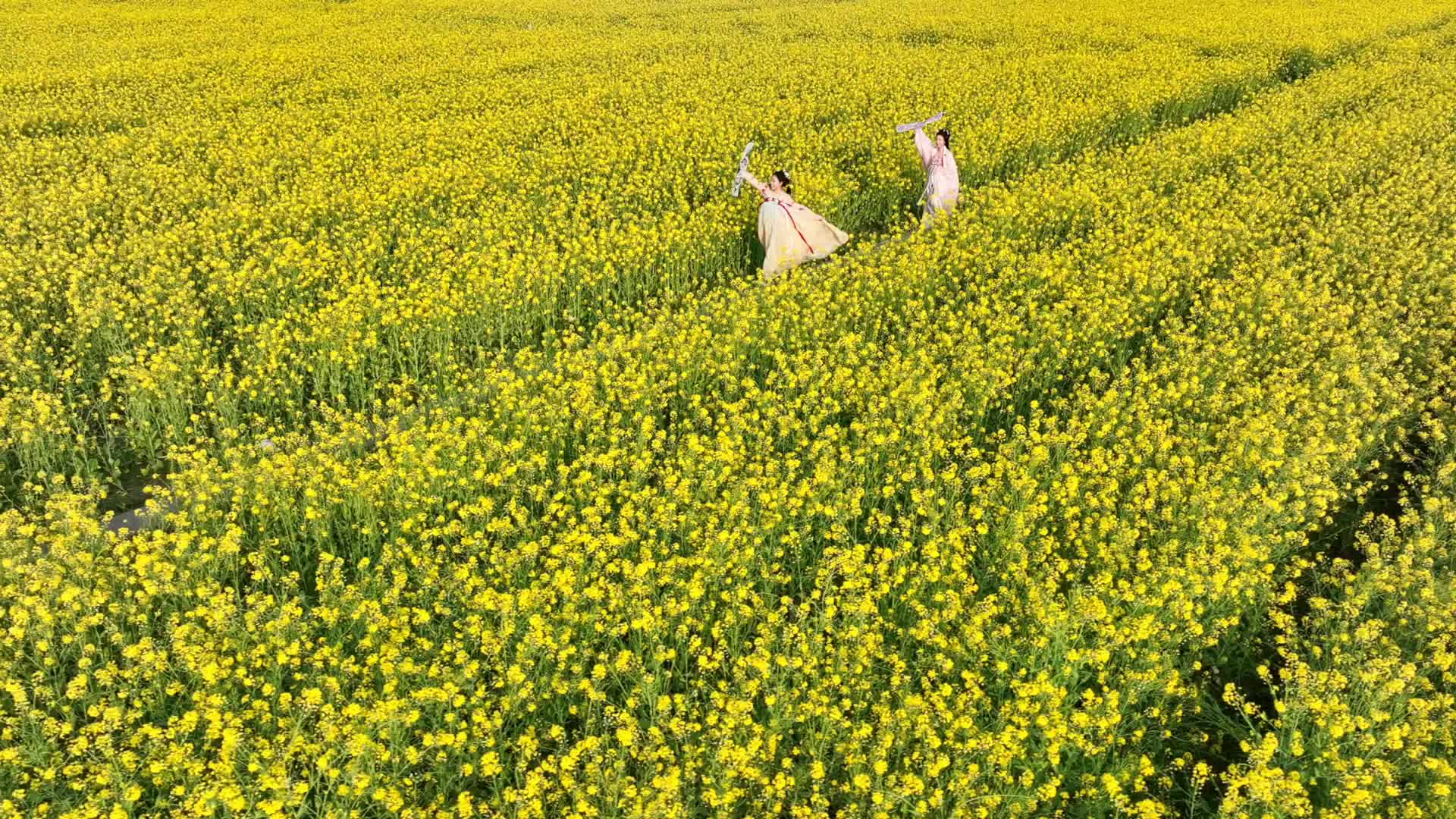 吹苑野风桃叶碧，压畦春露菜花黄。