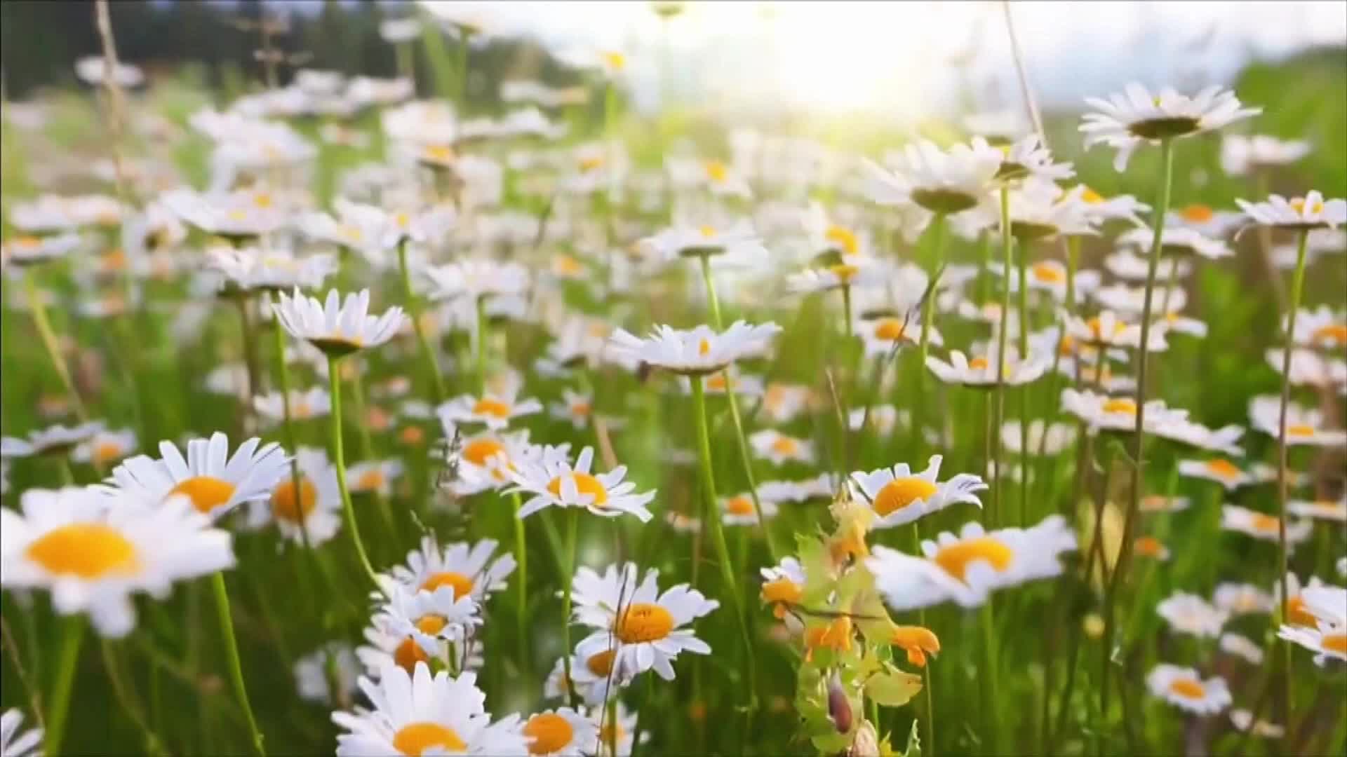 雪峰山的记忆MV
