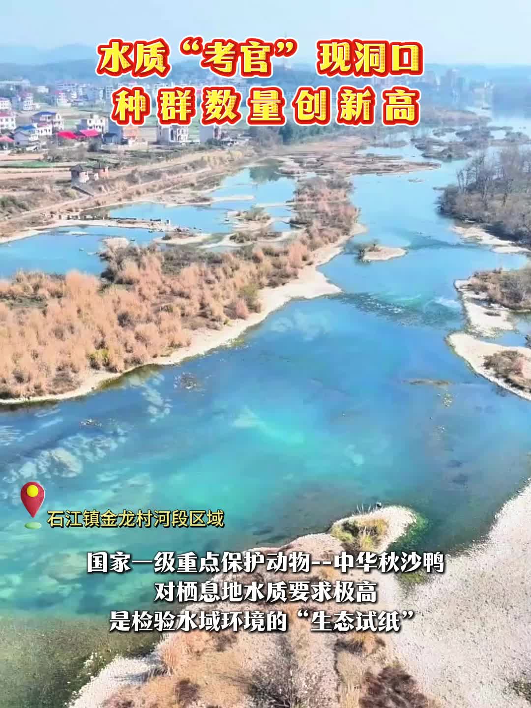 水质“考官”现洞口 种群数量创新高