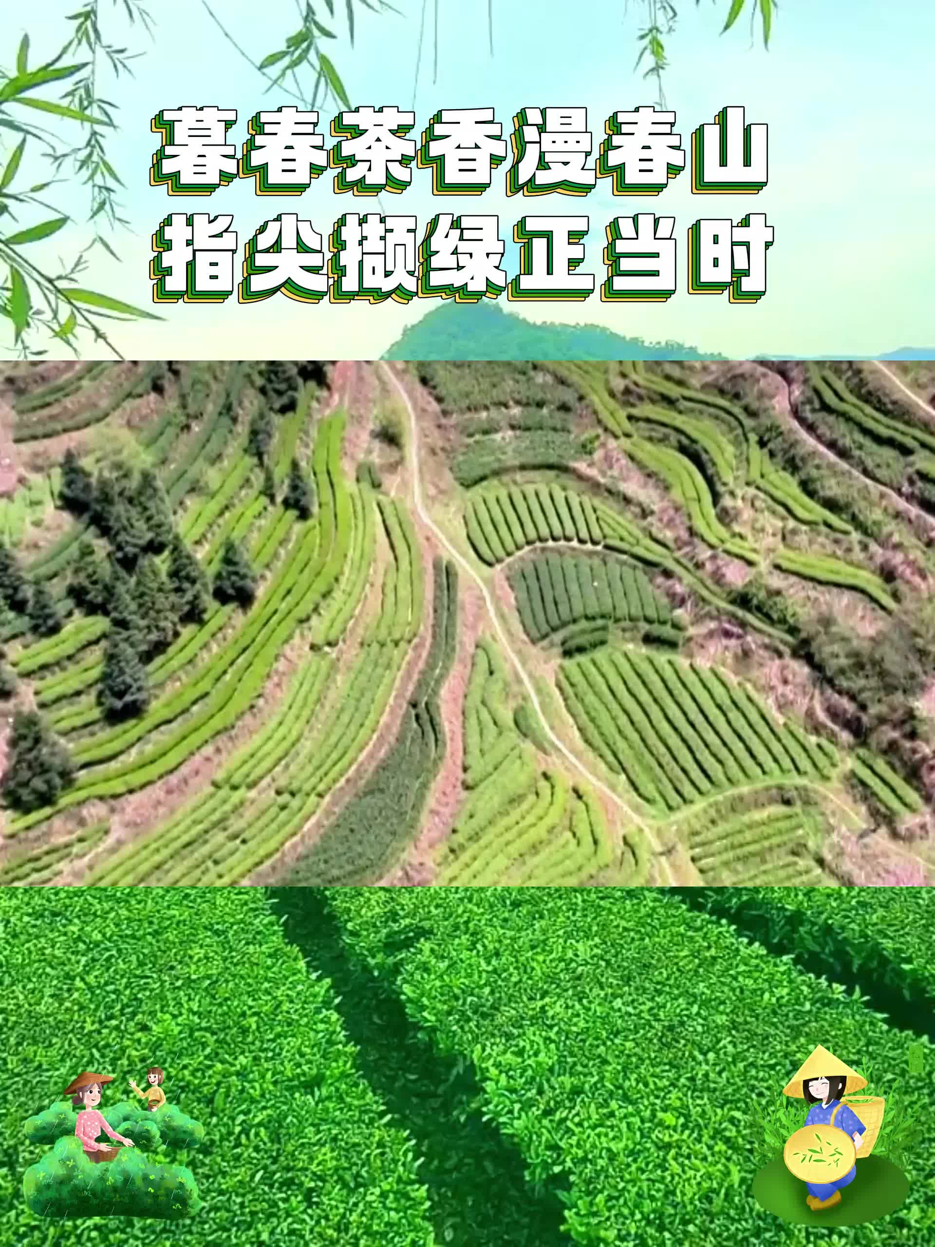 暮春茶香漫春山 指尖撷绿正当时