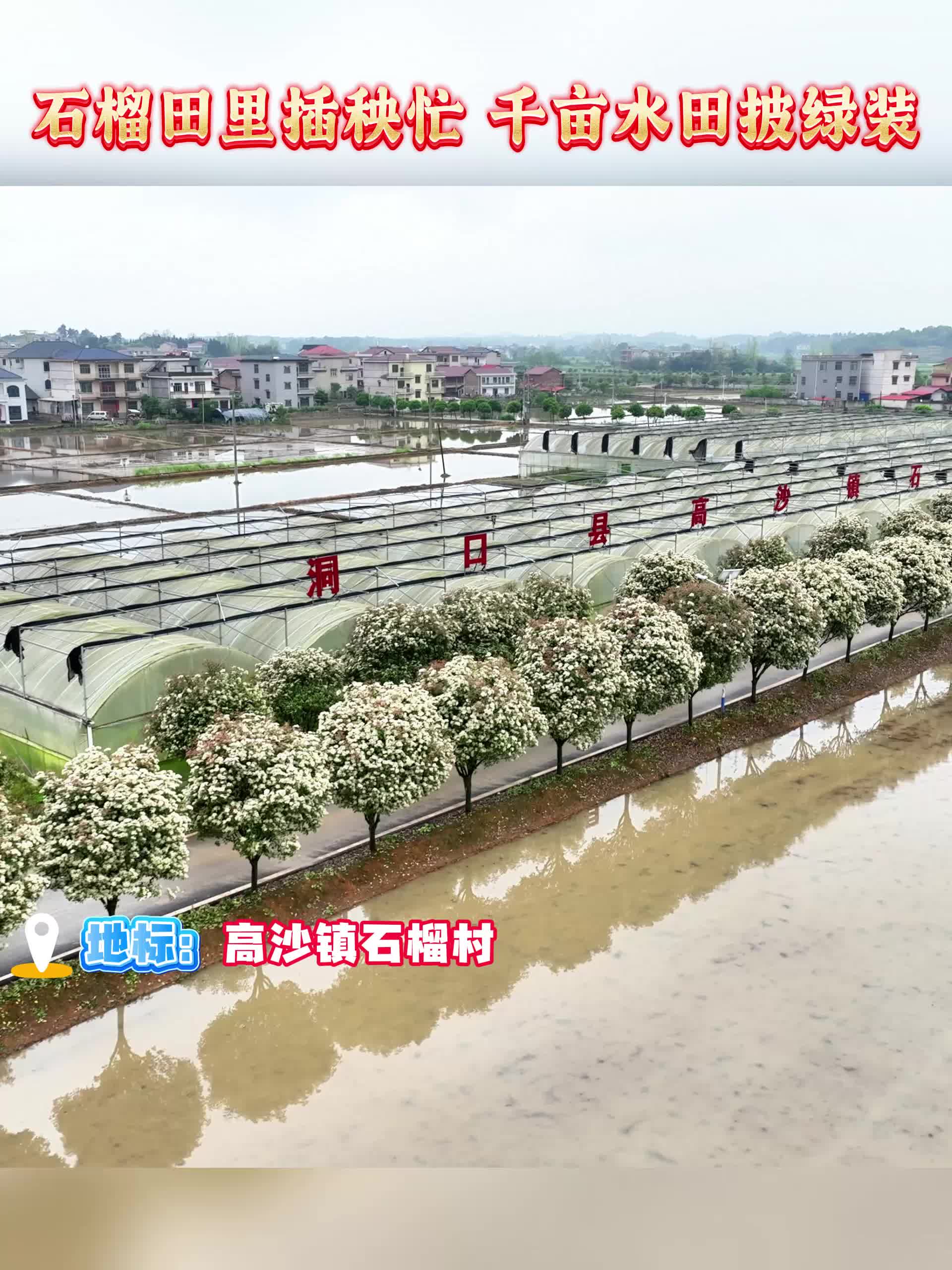 石榴田里插秧忙 千亩水田披绿装