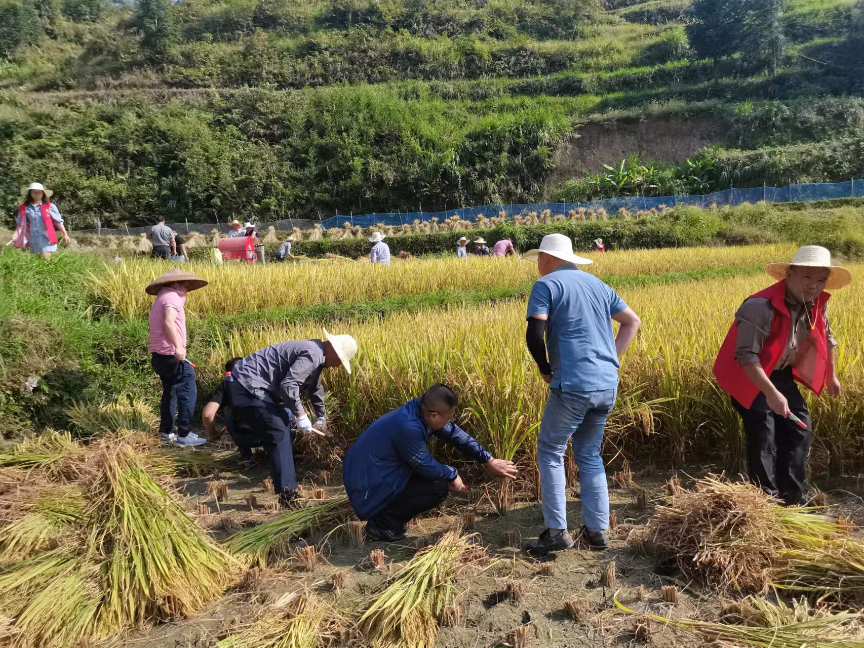 洞口县林业局：在田间地头践行“我为群众办实事”