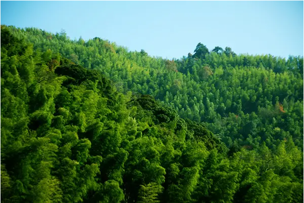 罗溪瑶族乡：盘活“竹”资源，做好“竹”文章