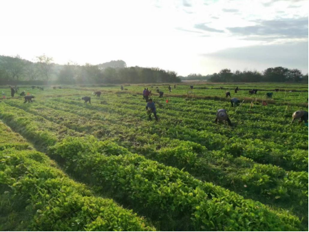山门镇：产业振兴谋发展  芥菜种植助增收