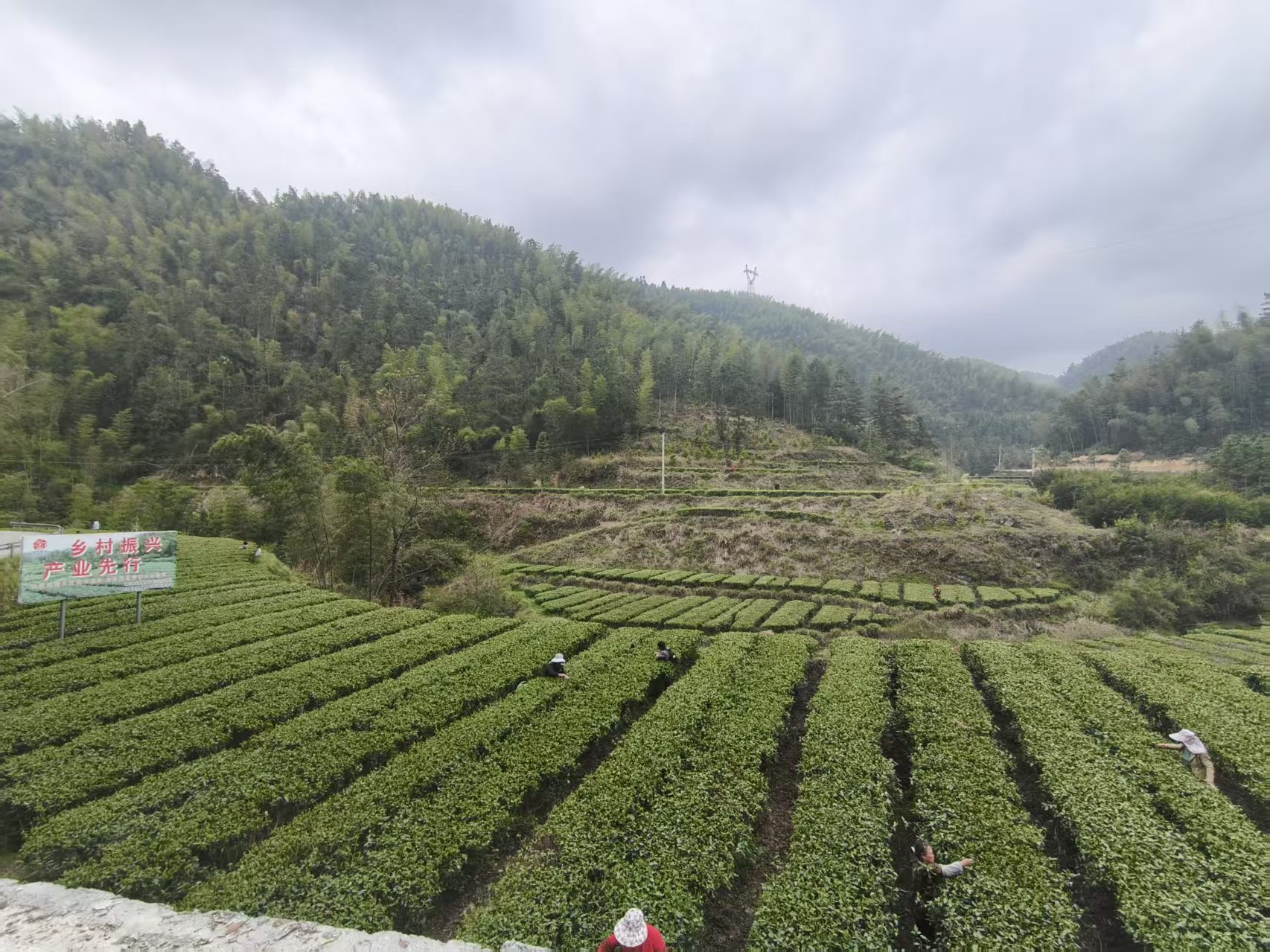 烹出产业振兴“一杯好茶”——大屋瑶族乡以茶为媒赋能农文旅融合